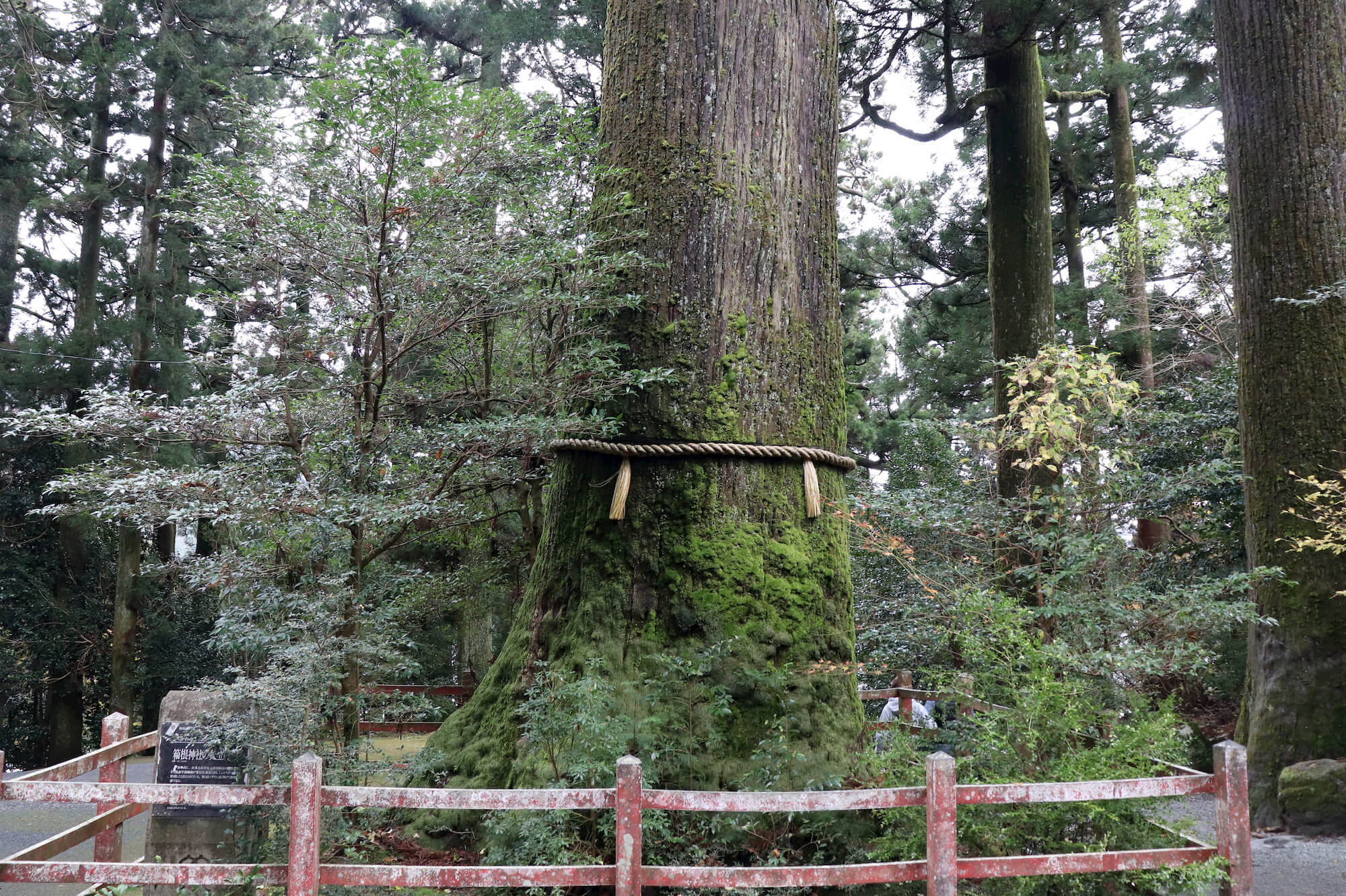 箱根神社の矢立の杉