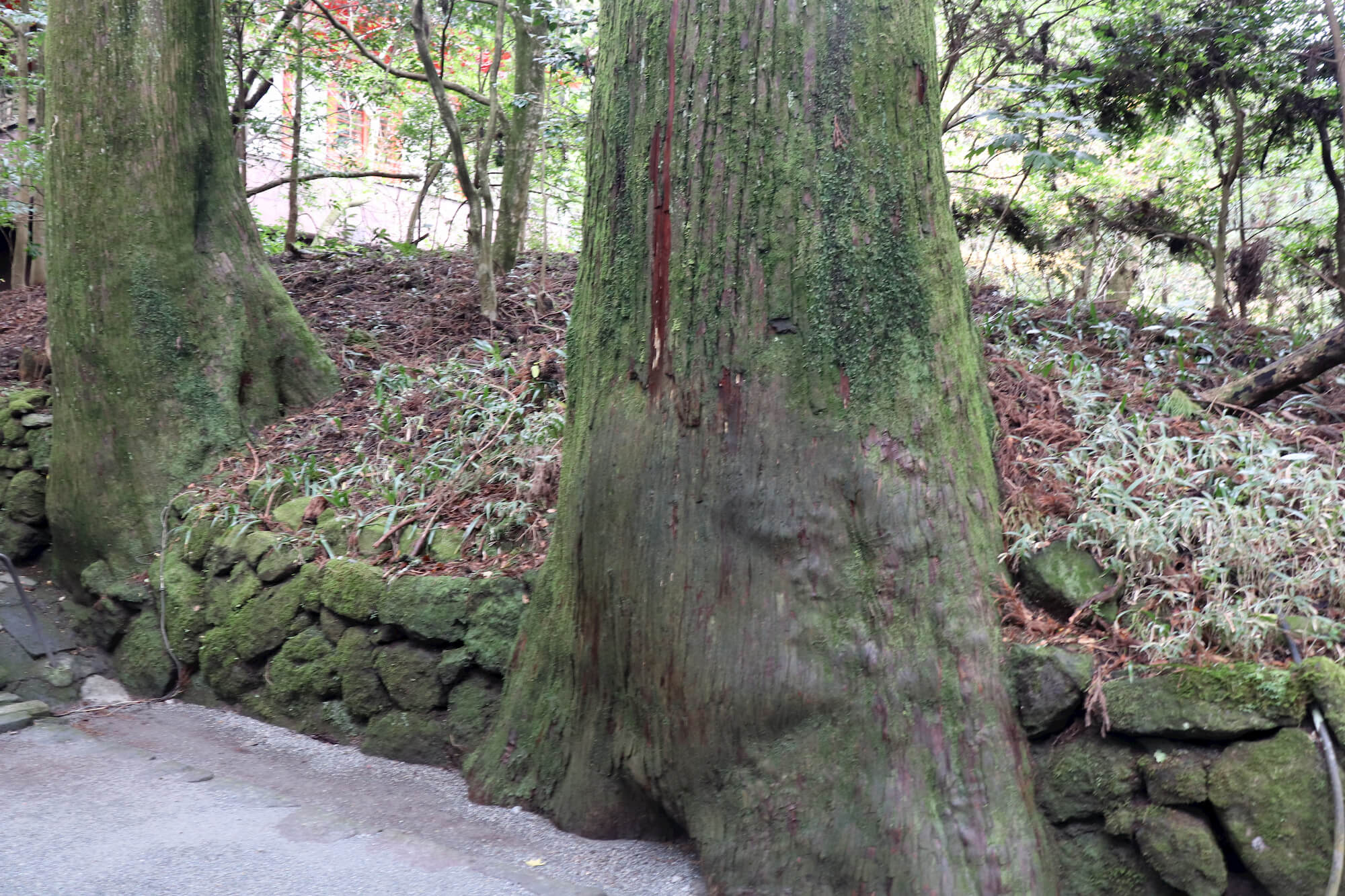 参道石段の杉