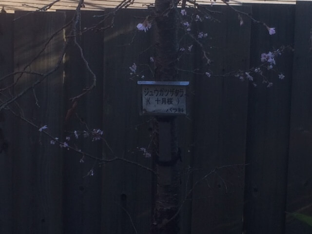 強羅公園の十月桜
