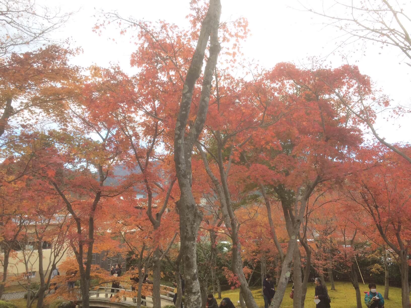 箱根美術館の苔庭の紅葉が見頃のもみじ