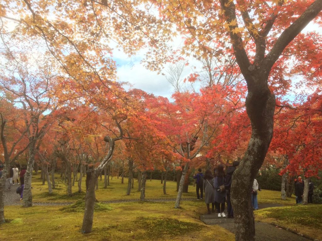 箱根美術館の苔庭の紅葉が見頃のもみじ