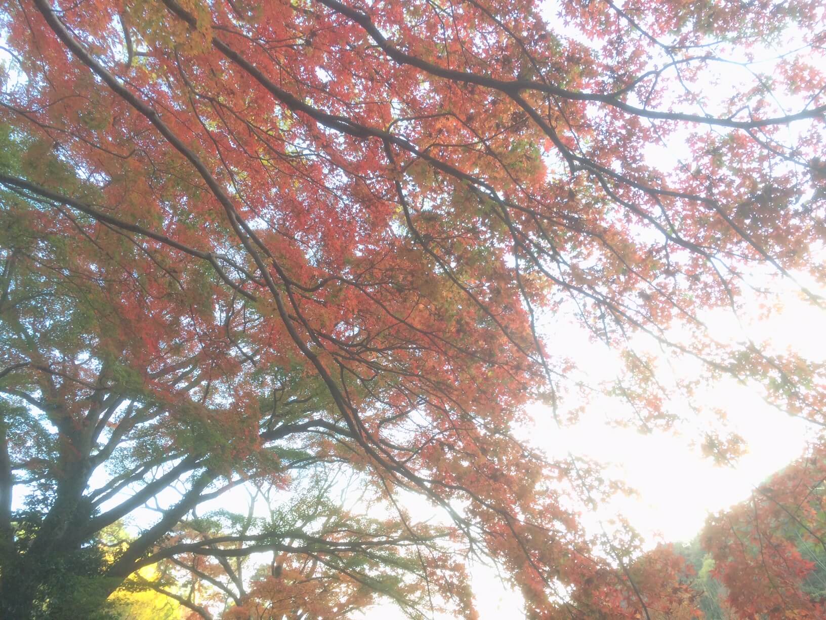 熱海梅園の紅葉
