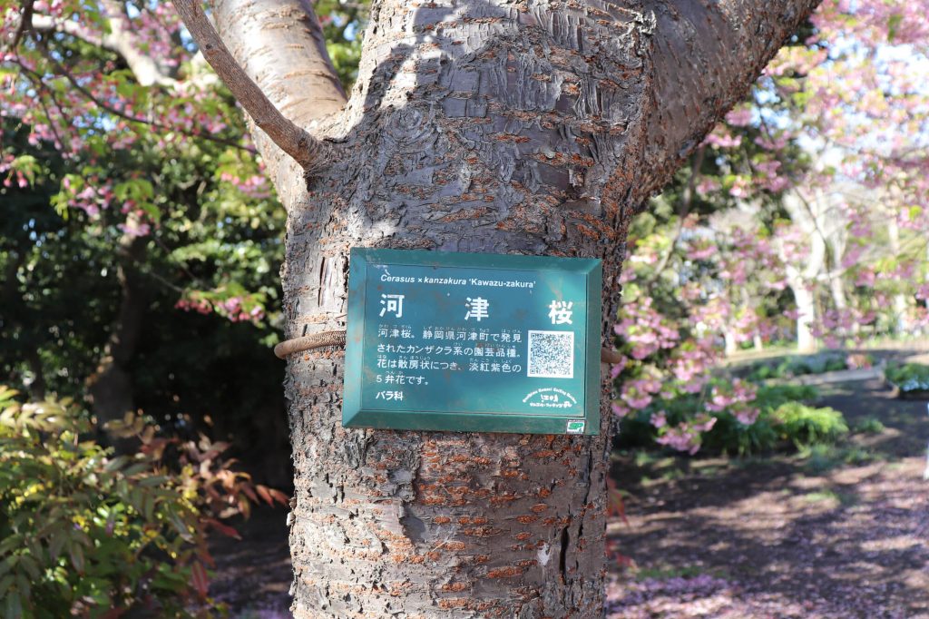 亀ヶ丘公園の河津桜