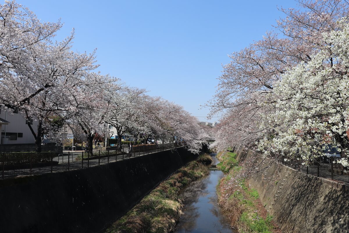 三沢川の桜