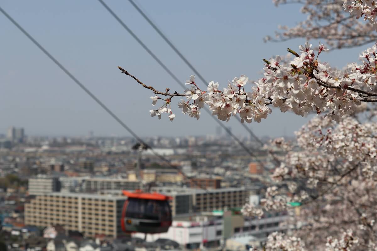 よみうりランドの桜の景色