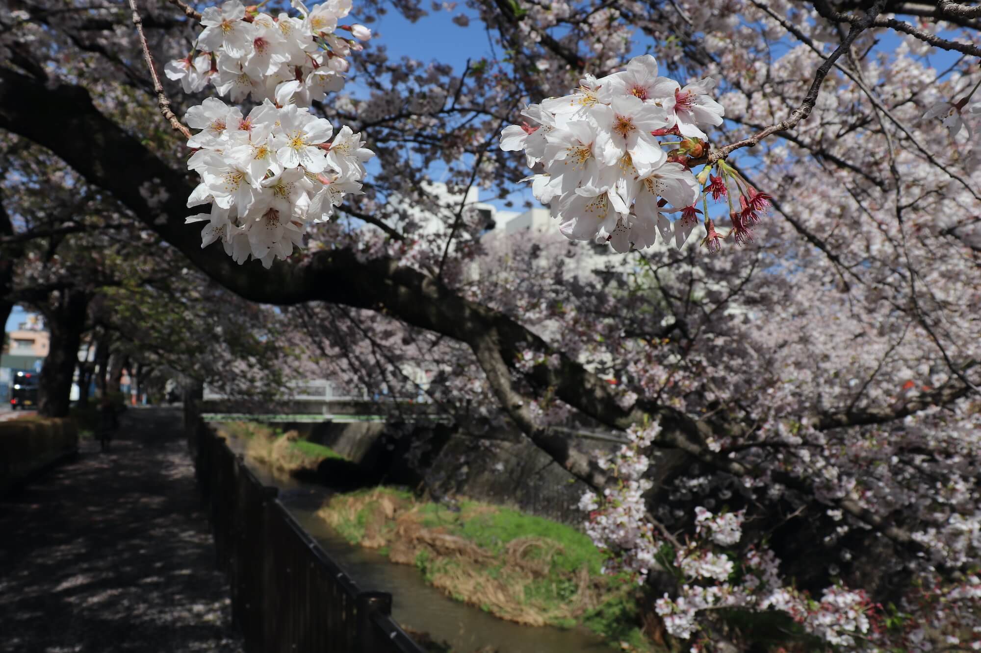 稲城市の三沢川の満開の桜