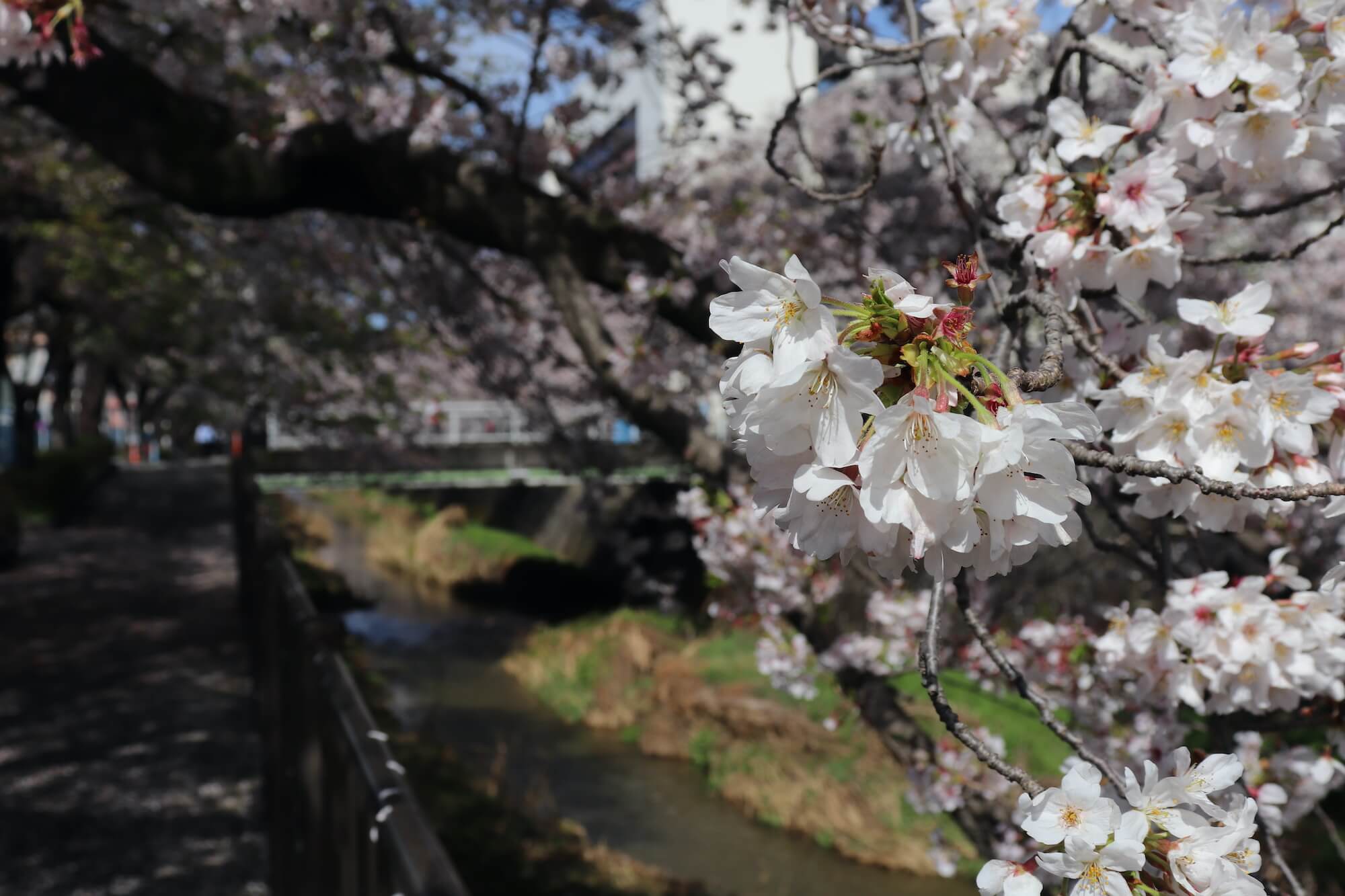稲城市の三沢川の満開の桜