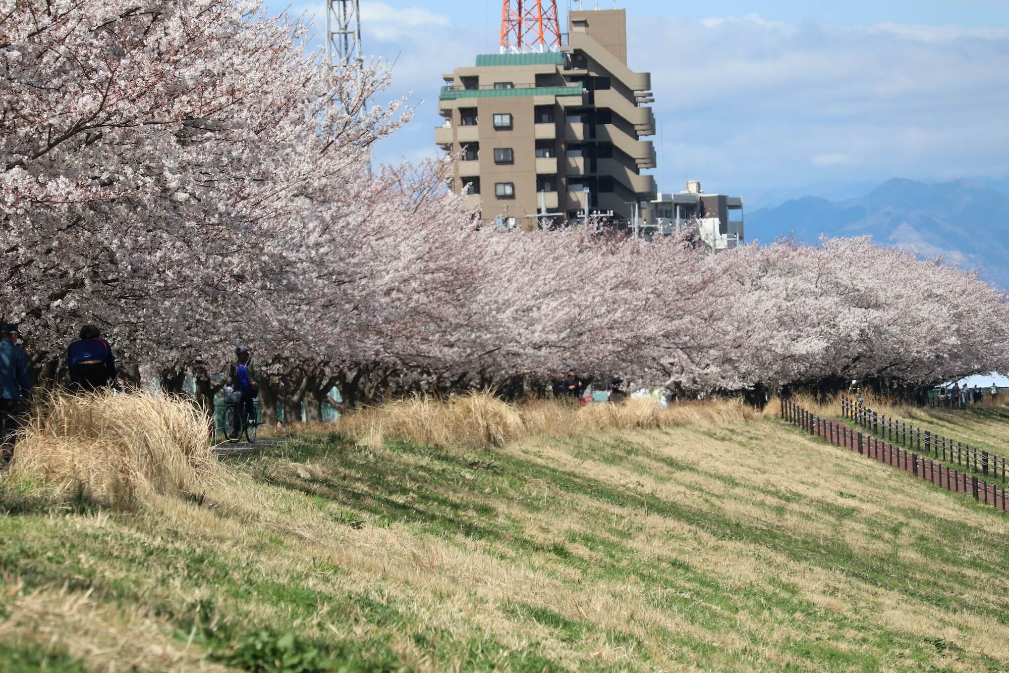多摩川の稲城北緑地の桜