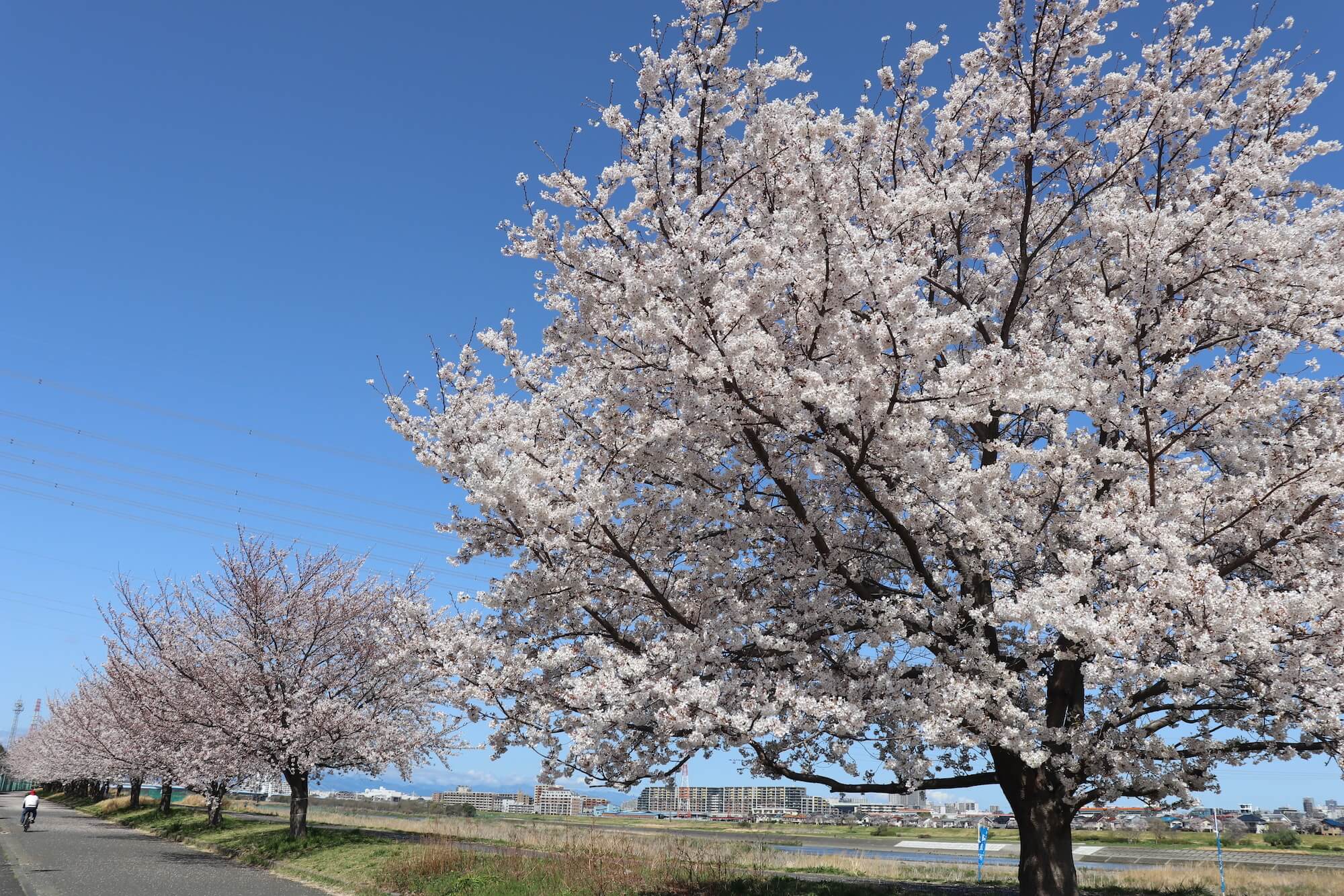 多摩川の稲城北緑地の桜