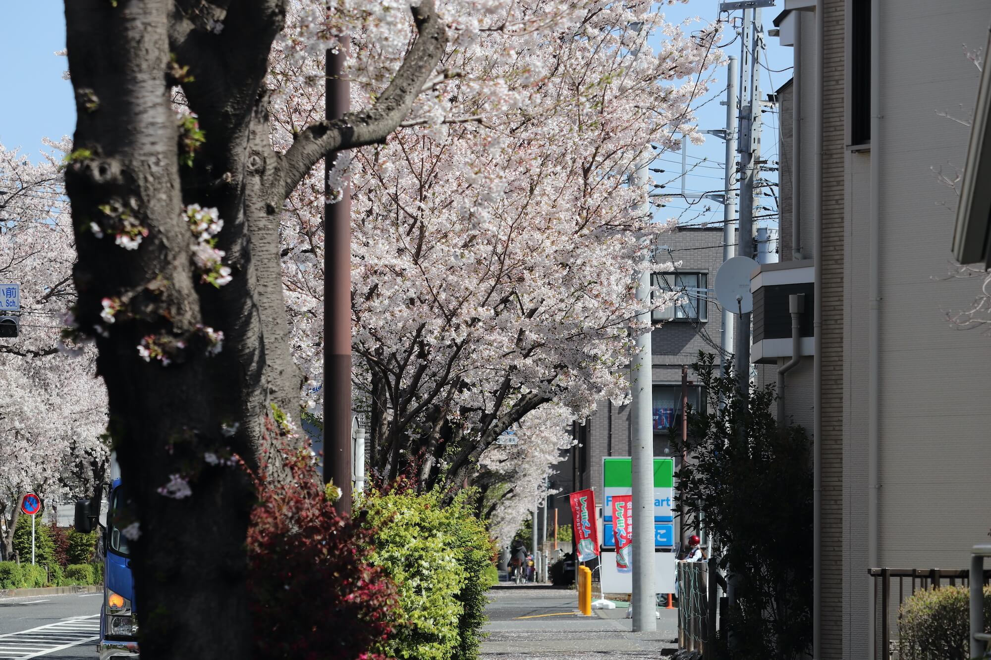 新小金井街道の桜