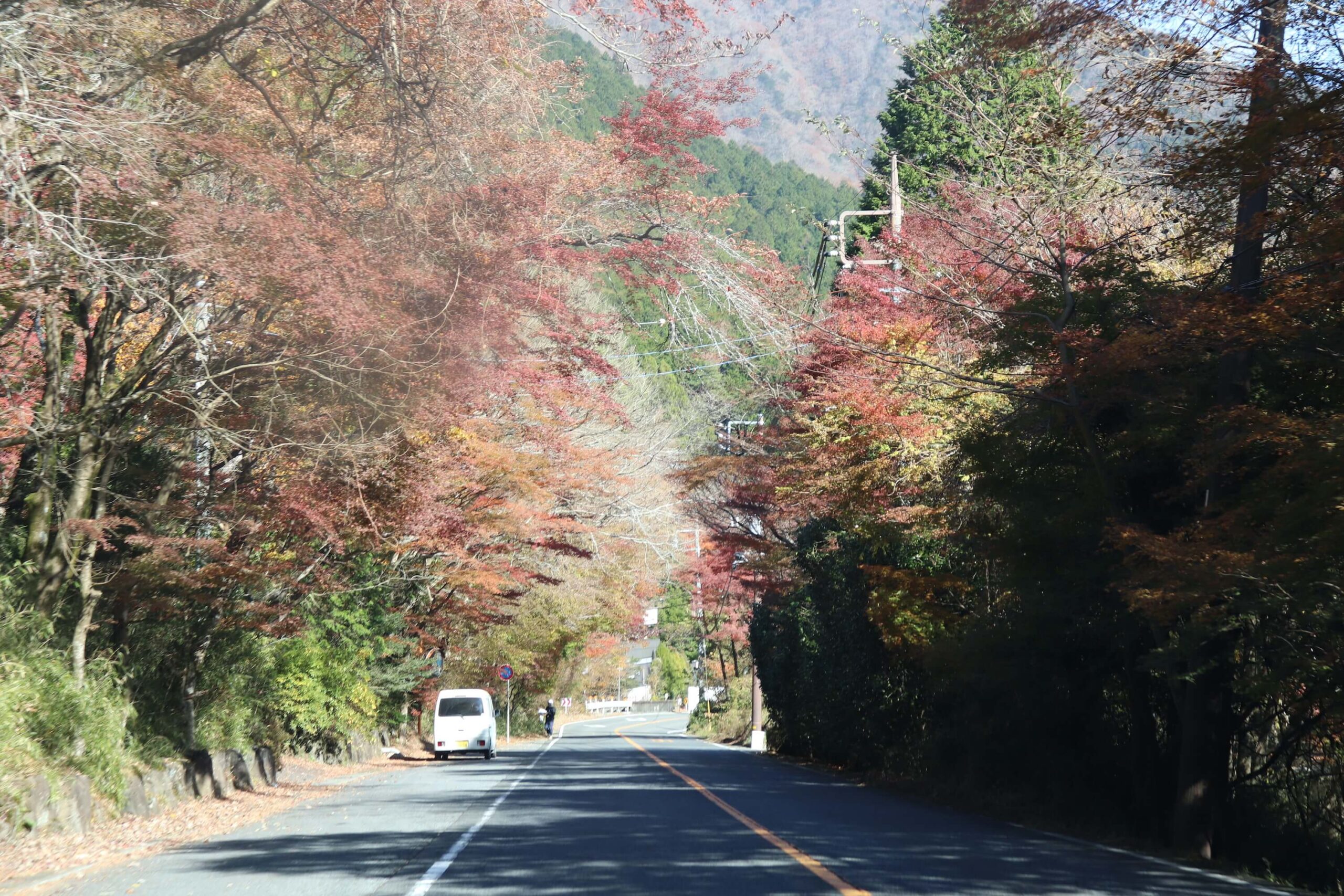 箱根の国道138号線の紅葉