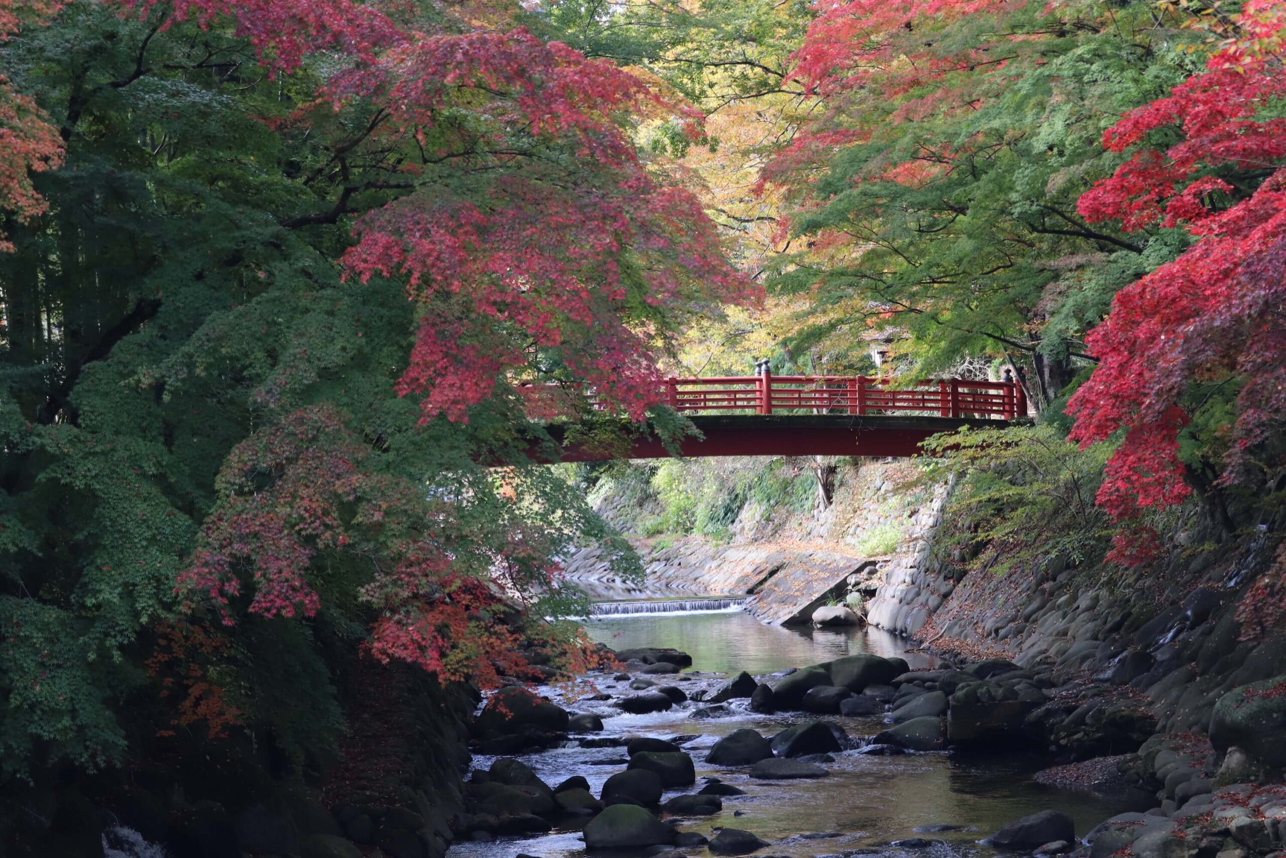 修善寺の楓橋と紅葉