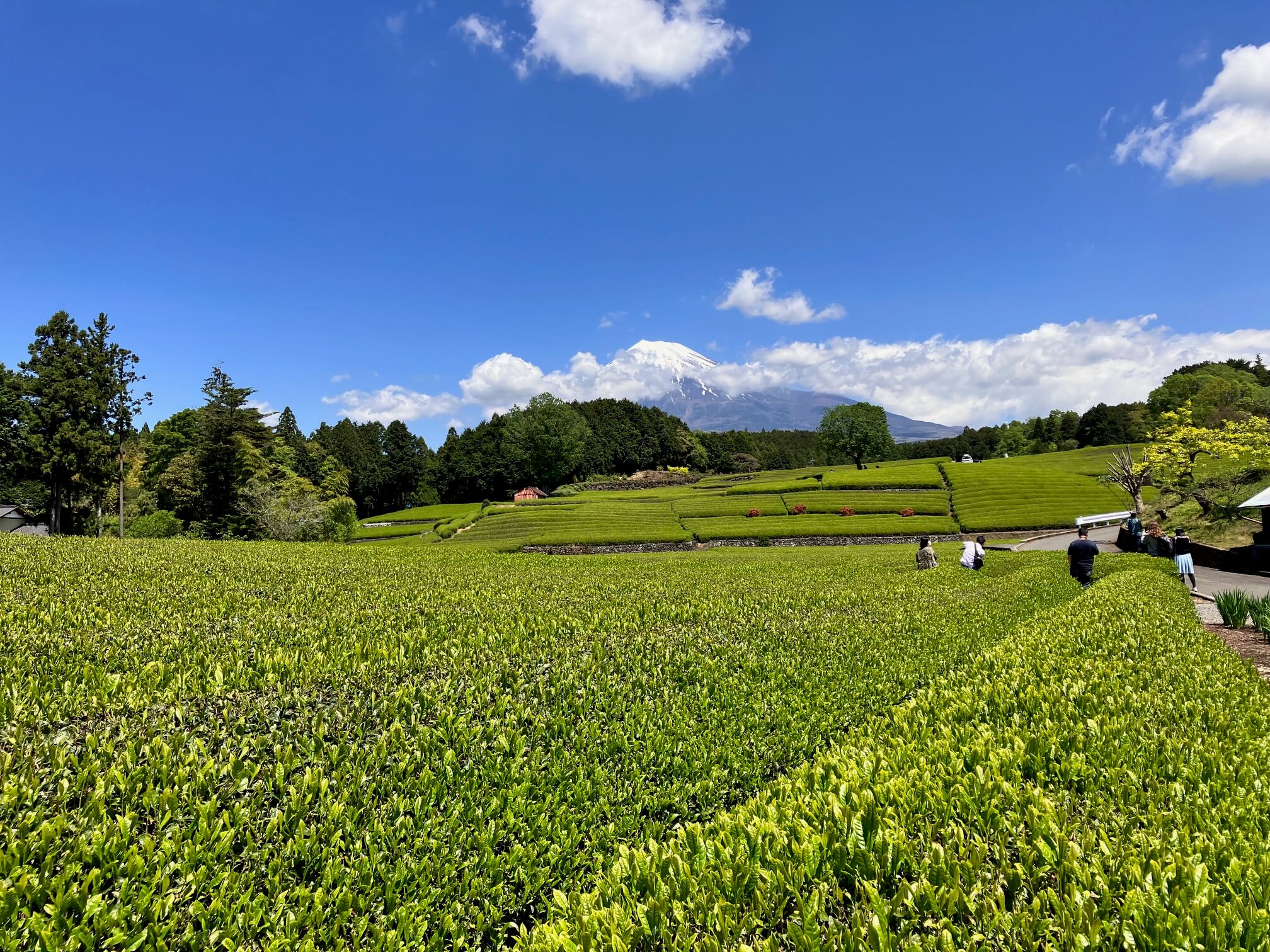 大渕笹場の茶畑と富士山