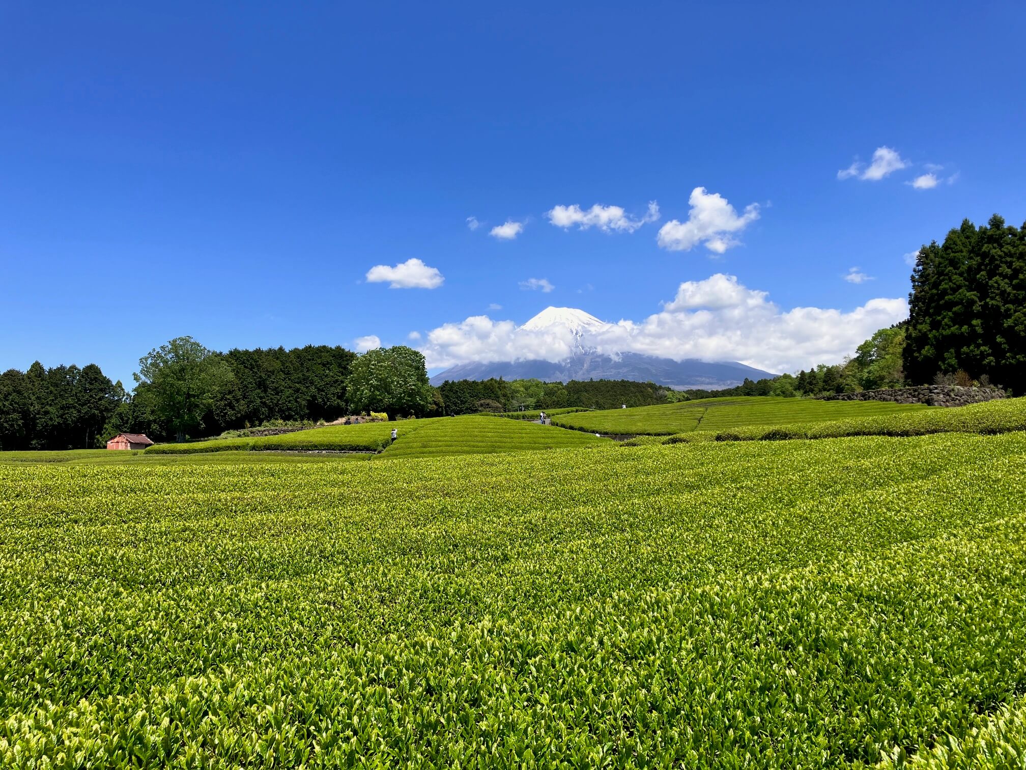 大渕笹場の茶畑と富士山
